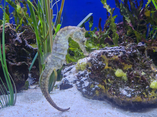 Sea Life Scarborough-斯卡伯勒必去景点