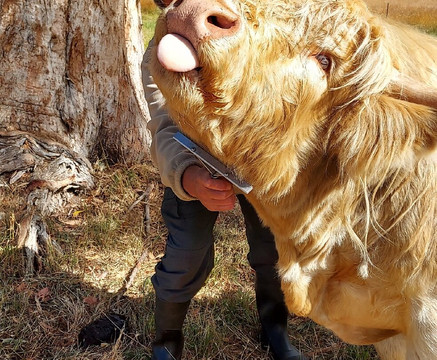 Highland Getaway-Ranelagh必去景点