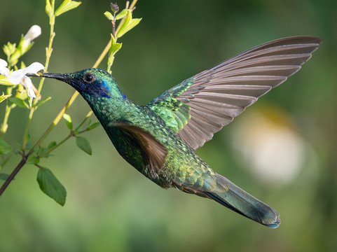 Ecuador Birds Tours-基多必去景点