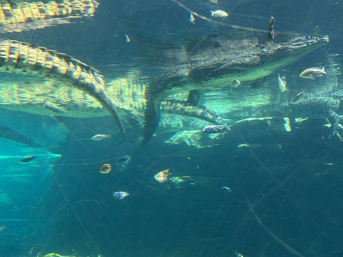 Dubai Crocodile Park-迪拜必去景点