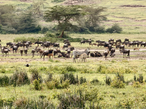 Zanleisuretours & Safaris-桑给巴尔市必去景点