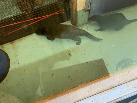 Oceanarium-伯恩茅斯必去景点