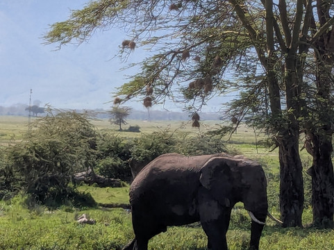 Cheeky Monkey Safaris-阿鲁沙必去景点