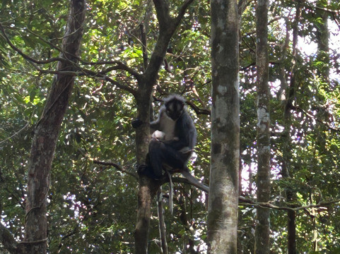 Bukit Lawang Adventure-武吉拉旺必去景点