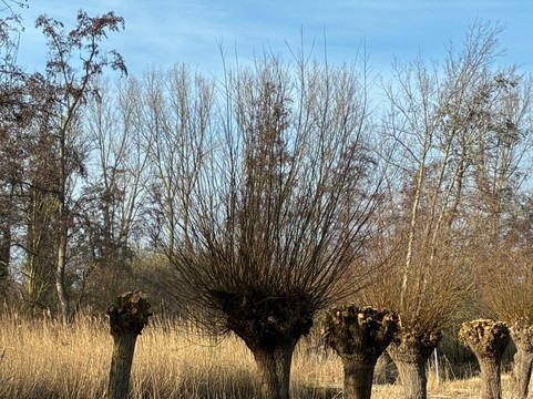 Baafjespolder en Sammerspolder-Heiloo必去景点