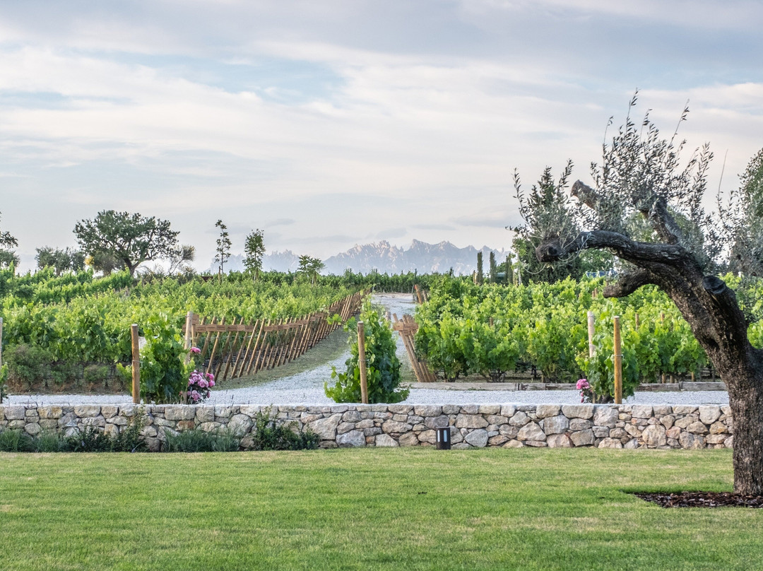Familia Torres winery