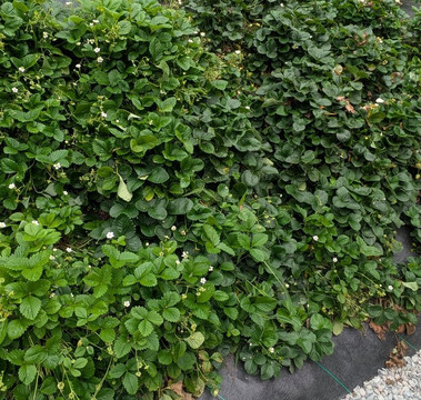 Finca Dracula-Cerro Punta必去景点