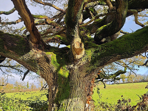 Chêne parapluie-Lathus-Saint-Remy必去景点