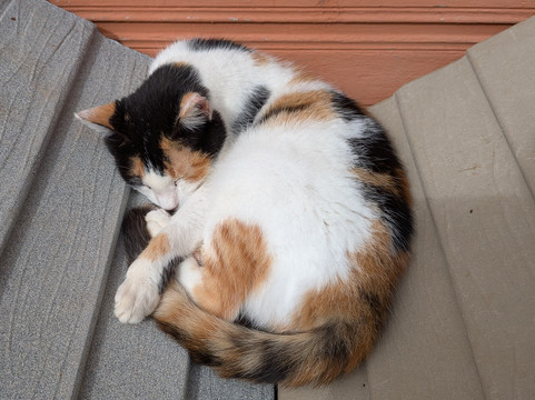 Tala Monastery Cat Park-Tala必去景点