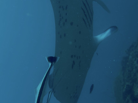 Filitheyo Dive Center-菲利兹优岛必去景点