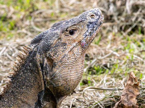 Hacienda Baru Lodge-主日镇必去景点