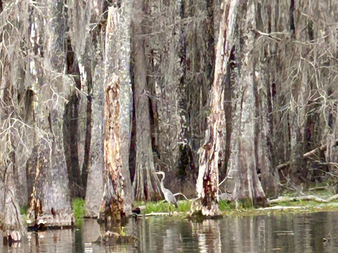 Cajun Country Swamp Tours-布里奥克斯桥必去景点
