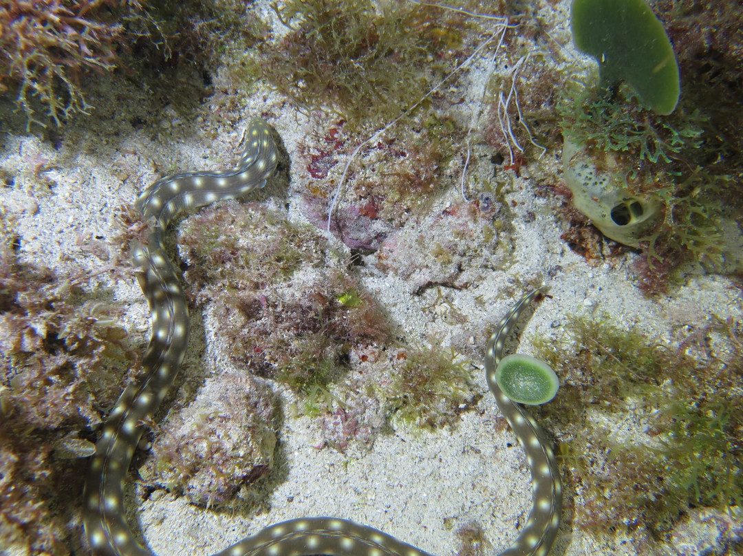 Alpha Plongée Martinique-Les Anses d'Arlet必去景点