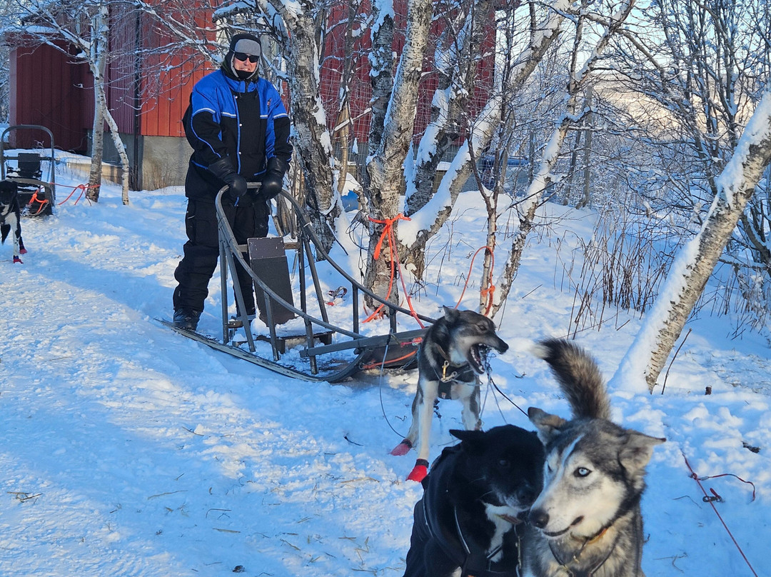 Tana Husky - Day Tours-Tana Bru必去景点
