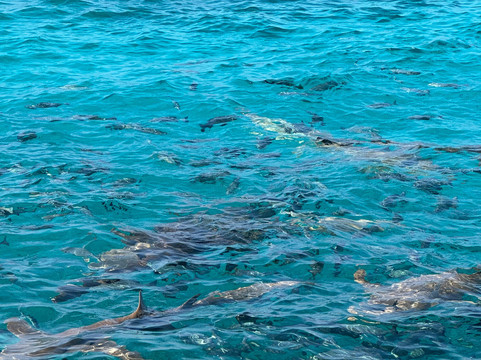 Himmafushi Scuba Adventure-Himmafushi Island必去景点