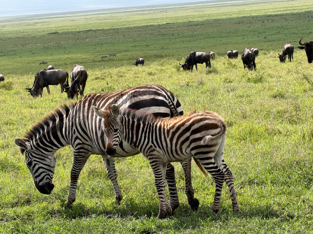 Makasa Tanzania Safaris-莫西必去景点