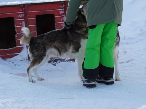 Northern Light Dog Adventure-Nordkjosbotn必去景点