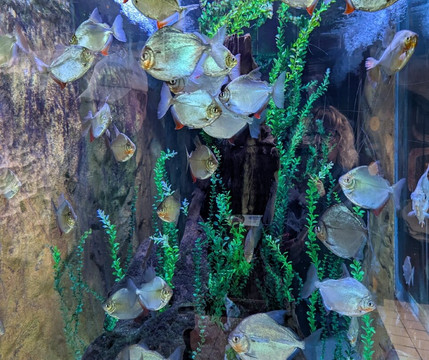 Colchester Zoo-科尔切斯特必去景点