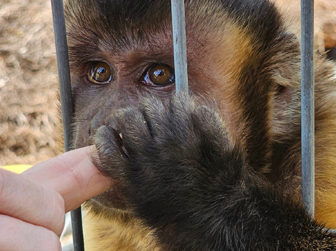 Jungle Friends Primate Sanctuary-盖恩斯维尔必去景点