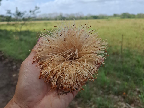 Coquira Soil Project-Chepo必去景点