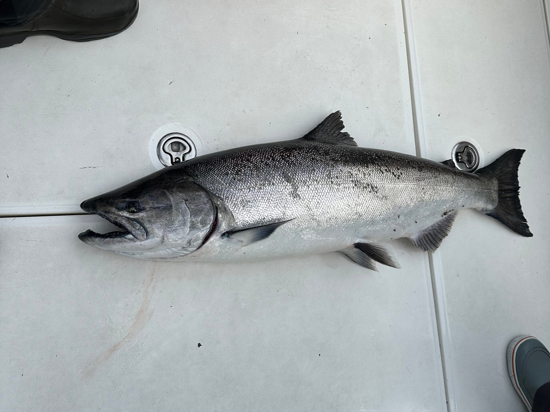 Virago Sound Sportfishing-Masset必去景点