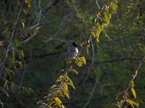 Jhalana Leopard Safari Park-斋蒲尔必去景点