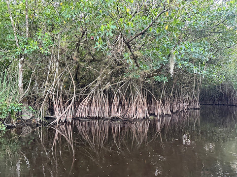 Everglades Adventure Tours-奥乔皮必去景点