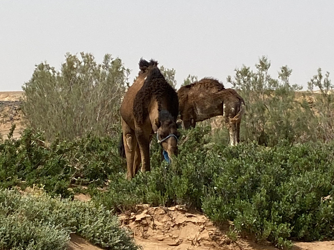 Reves Du Desert A Foum Zguid-Foum Zguid必去景点