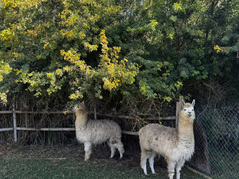 利马里酒店主图