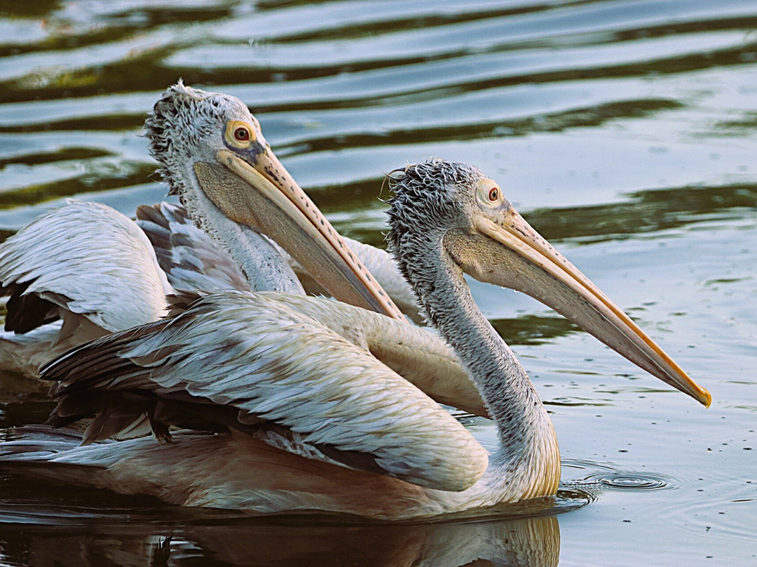 Eddy's Expeditions-加勒必去景点