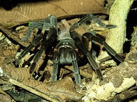 Tarantulas Way-卡维塔必去景点