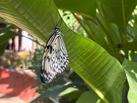 Palawan Butterfly Ecological Garden and Tribal Village-公主港必去景点