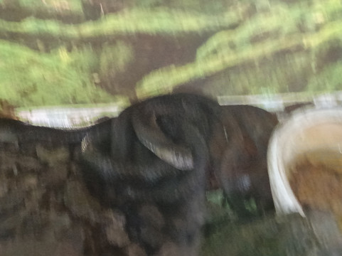 Nha Trang Snake Show-芽庄必去景点