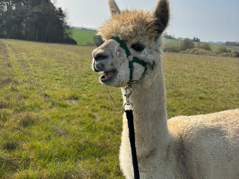 Lama Émoi-圣艾尼昂必去景点