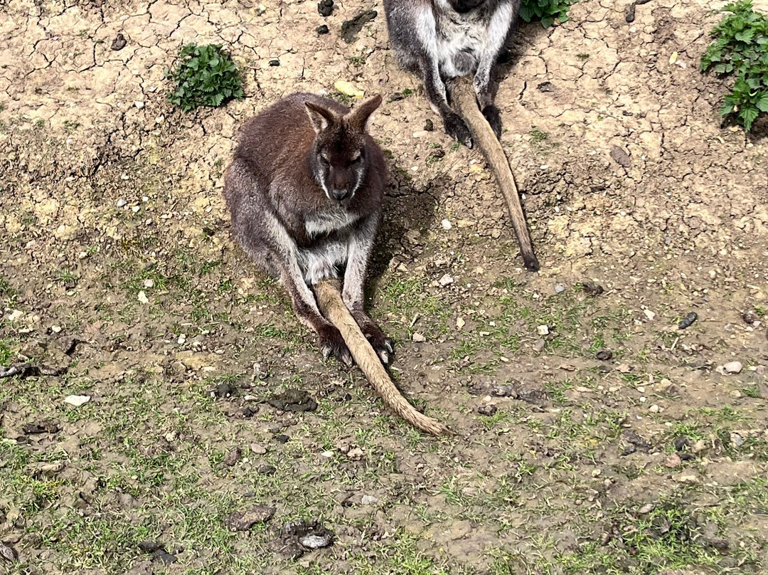 Ashlyns Wildlife Park-North Weald必去景点