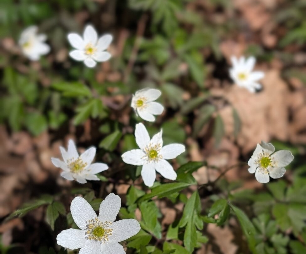 Il Parco dei Lagoni di Mercurago-Dormelletto必去景点