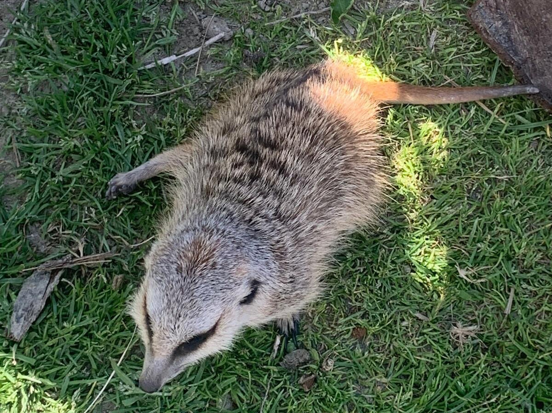 La Pequena Africa Animal Reserve-加的斯市必去景点