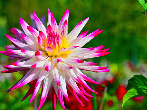 Aylett Nurseries-圣奥尔本斯必去景点