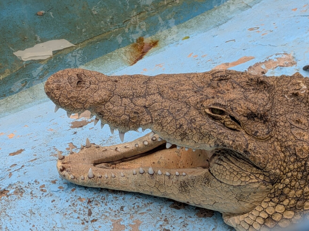 Hurghada Grand Aquarium-赫尔格达必去景点