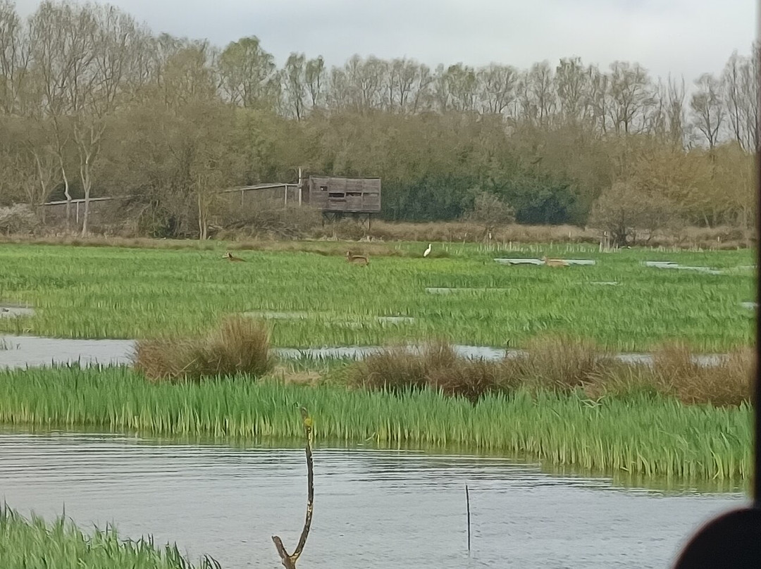 Parque Salburua-维多利亚必去景点