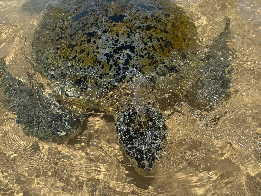 Sri Lankan Personal Drivers-科伦坡必去景点