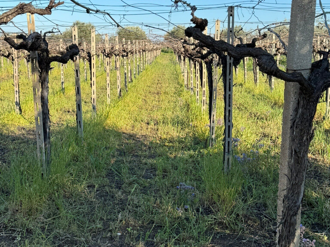 Tenuta Ulisse-Crecchio必去景点