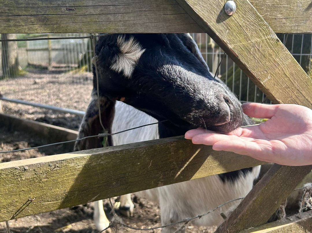 The Meadows Farm-卡菲利必去景点