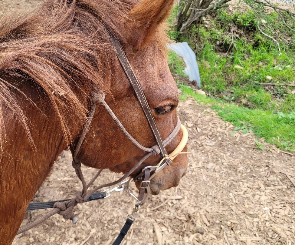 Smoky Mountain Trail Rides and Bison Farm-Marshall必去景点