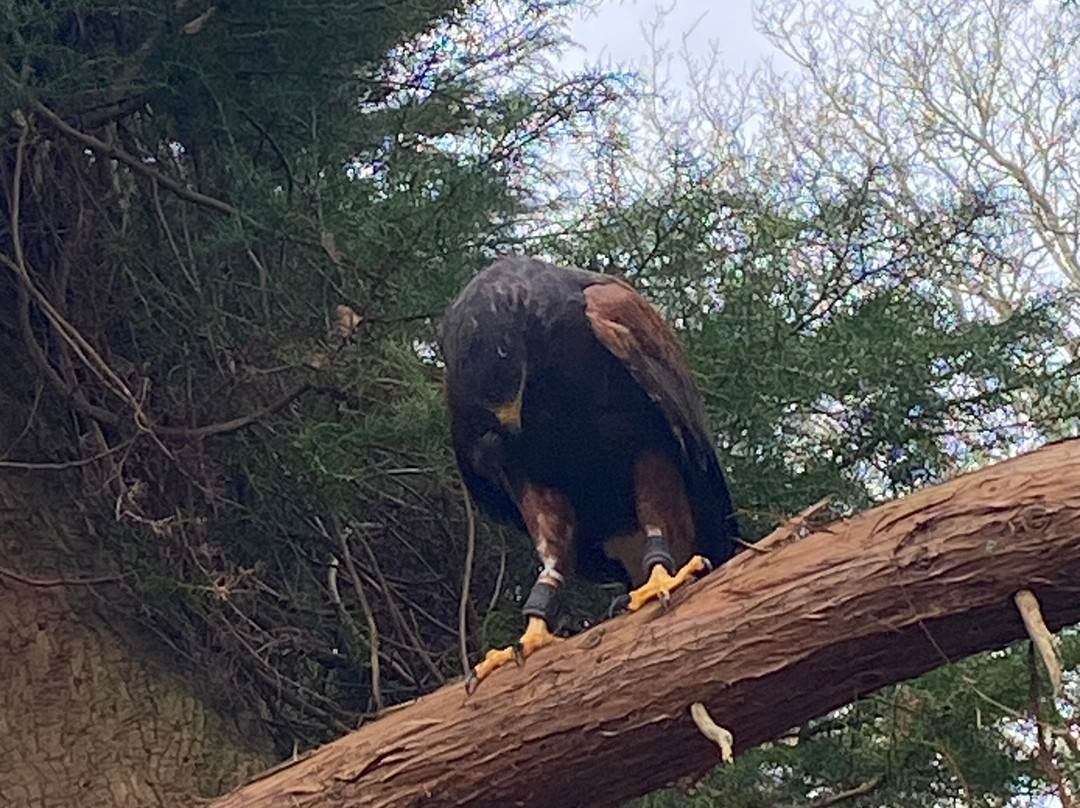 East Sussex Falconry-Herstmonceux必去景点