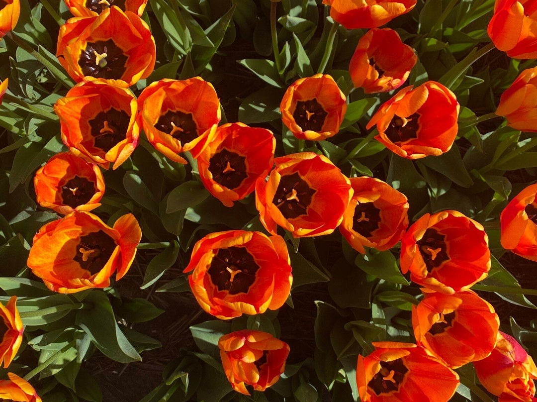 The Tulip Barn-Hillegom必去景点