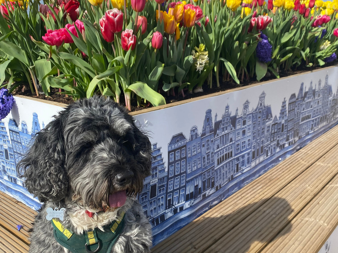 Tulleys Tulip Fields - Hertfordshire-圣奥尔本斯必去景点