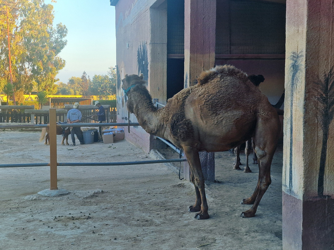 Camel Park-玛佐托斯必去景点