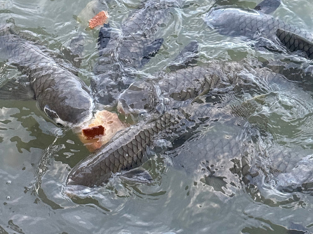 Aquascene Fish Feeding-达尔文市必去景点
