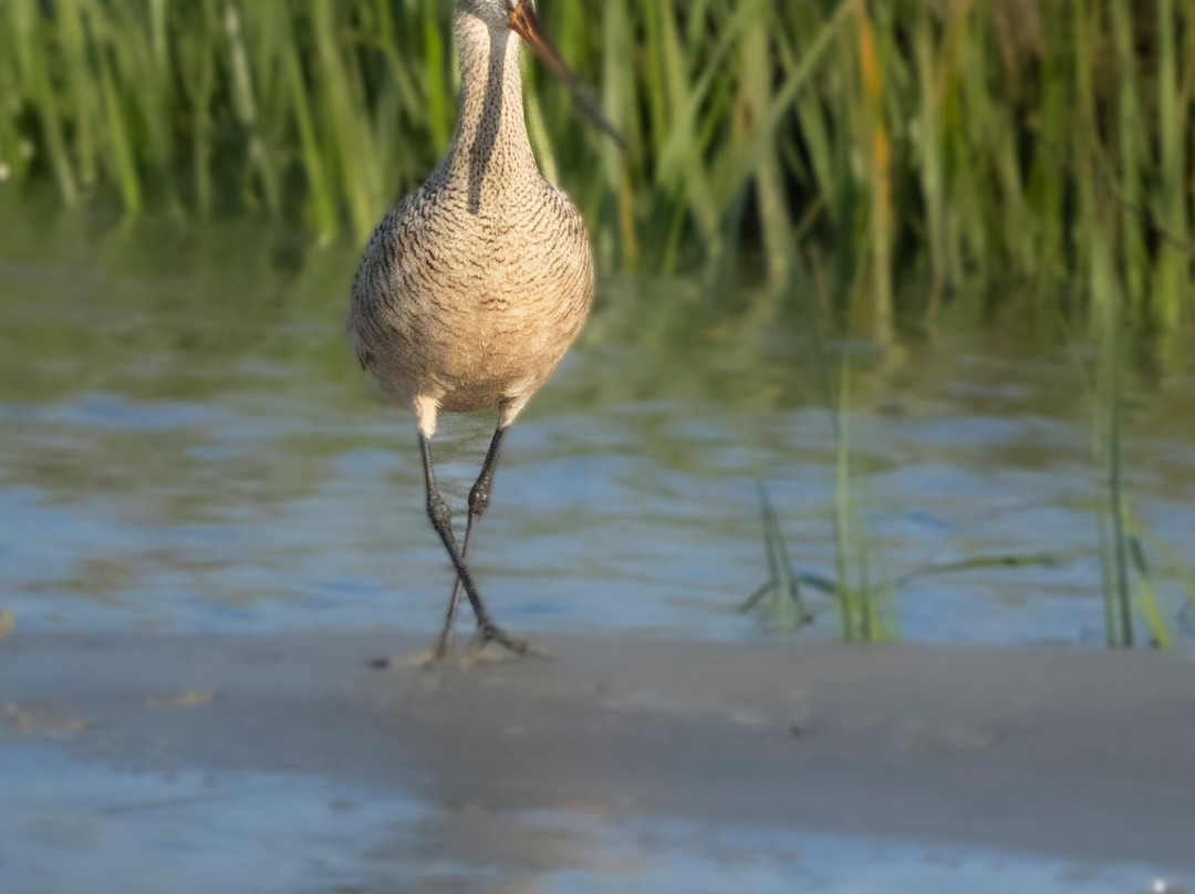 Lowcountry Photo Safaris-博福特必去景点